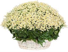Цветочная композиция из Ромашки в корзине #REPLACE_PRED# Поселок ВНИИССОК