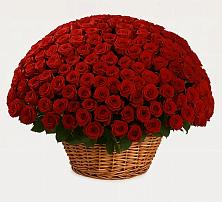 Премиум букет из: Розы в Поселок ВНИИССОК